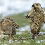 Yongqing Bao's photograph of a startled marmot running from a fox